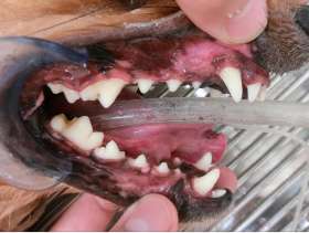 歯周病-症例①
